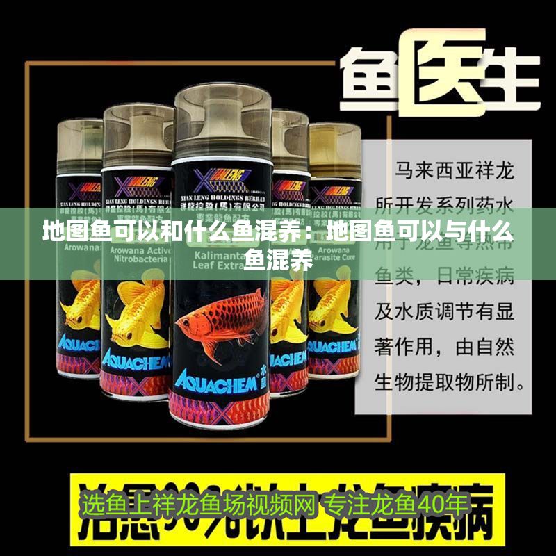 地圖魚可以和什么魚混養(yǎng)：地圖魚可以與什么魚混養(yǎng)