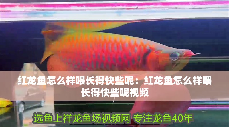紅龍魚怎么樣喂長得快些呢：紅龍魚怎么樣喂長得快些呢視頻 紅龍魚怎么樣喂長得快些呢：紅龍魚怎么樣喂長得快些呢視頻 水族問答