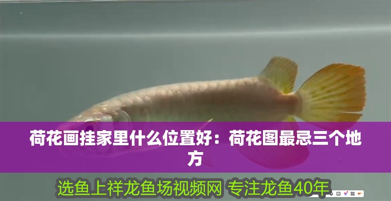 荷花畫掛家里什么位置好：荷花圖最忌三個地方 荷花畫掛家里什么位置好：荷花圖最忌三個地方 龍魚百科 第2張