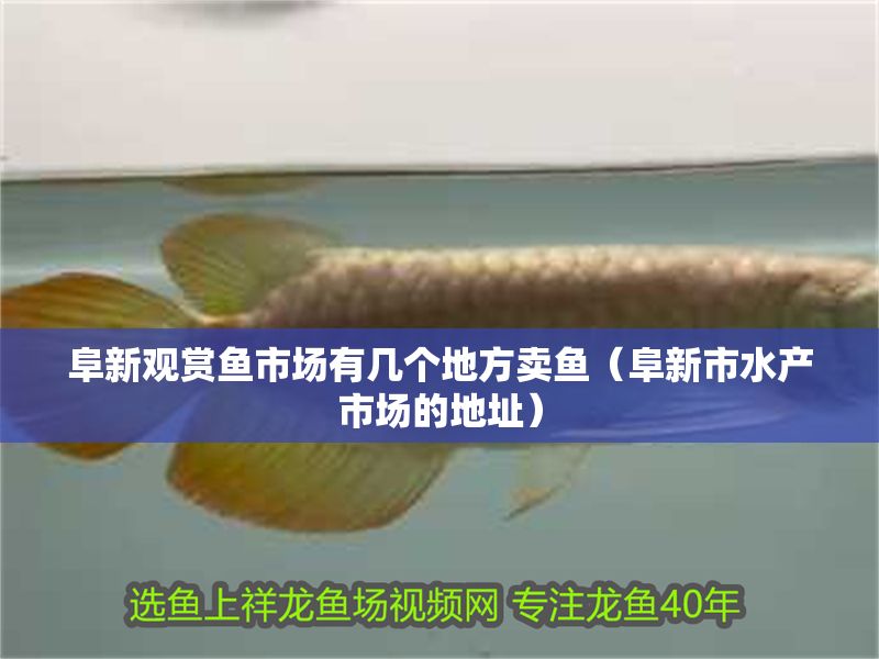 阜新觀賞魚市場有幾個地方賣魚（阜新市水產市場的地址）