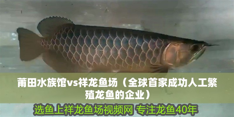 莆田水族館vs祥龍魚場（全球首家成功人工繁殖龍魚的企業(yè)） 莆田水族館vs祥龍魚場（全球首家成功人工繁殖龍魚的企業(yè)） 全國水族館企業(yè)名錄 第1張