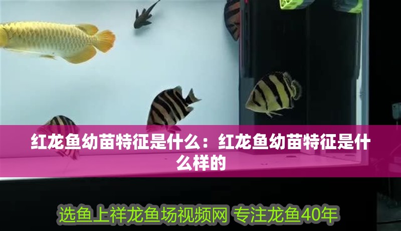 紅龍魚幼苗特征是什么：紅龍魚幼苗特征是什么樣的