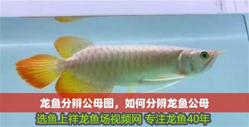 龍魚分辨公母圖，如何分辨龍魚公母