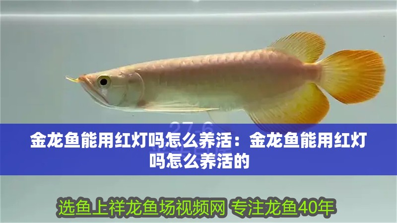 金龍魚能用紅燈嗎怎么養(yǎng)活：金龍魚能用紅燈嗎怎么養(yǎng)活的