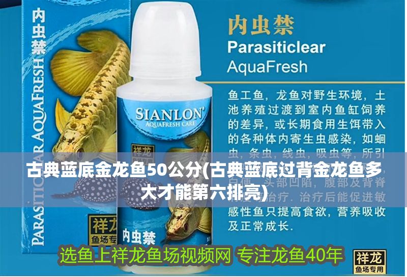 古典藍底金龍魚50公分(古典藍底過背金龍魚多大才能第六排亮) 古典藍底金龍魚50公分(古典藍底過背金龍魚多大才能第六排亮) 龍魚百科 第1張