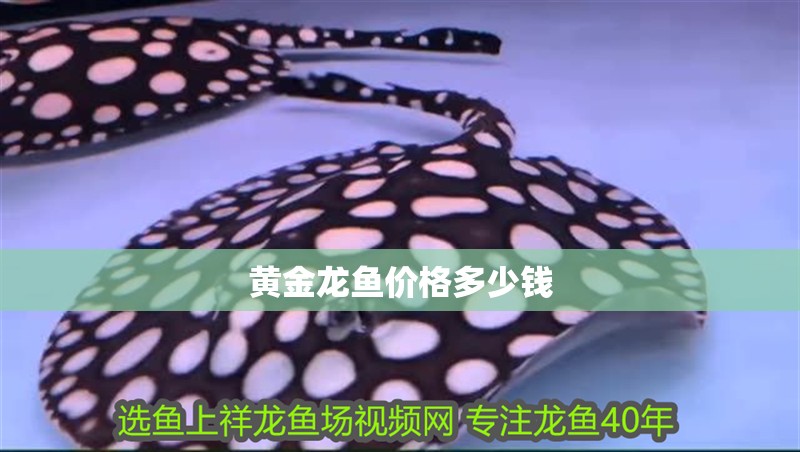 黃金龍魚價(jià)格多少錢