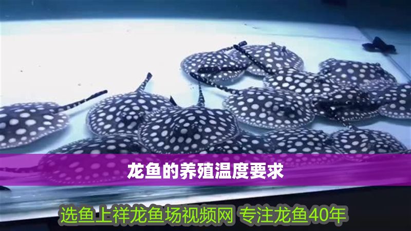 龍魚的養殖溫度要求