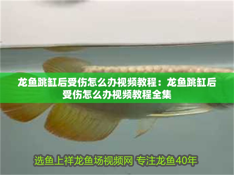 龍魚跳缸后受傷怎么辦視頻教程：龍魚跳缸后受傷怎么辦視頻教程全集
