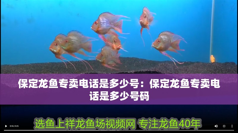 保定龍魚專賣電話是多少號：保定龍魚專賣電話是多少號碼