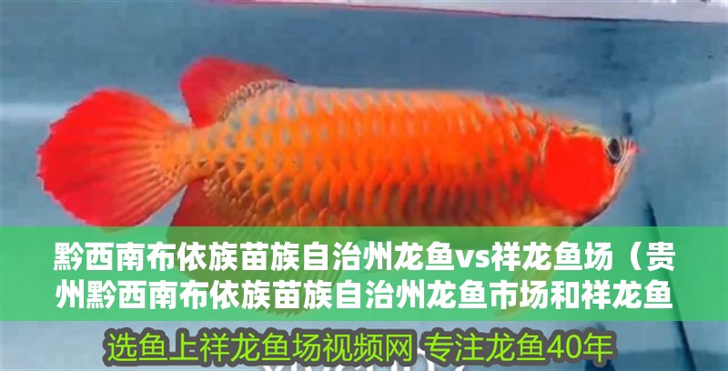 黔西南布依族苗族自治州龍魚vs祥龍魚場（貴州黔西南布依族苗族自治州龍魚市場和祥龍魚場各有特點）