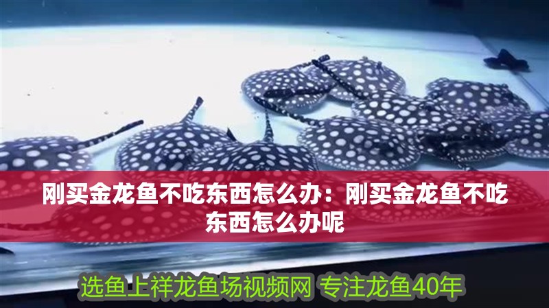 剛買金龍魚不吃東西怎么辦：剛買金龍魚不吃東西怎么辦呢