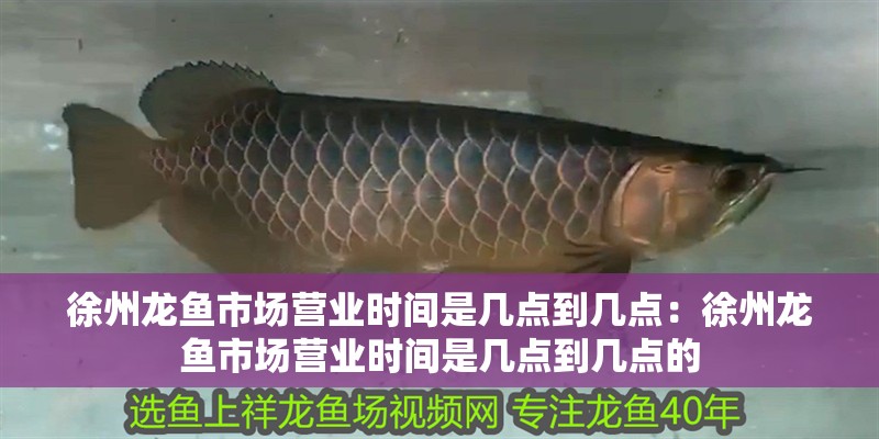 徐州龍魚市場營業時間是幾點到幾點：徐州龍魚市場營業時間是幾點到幾點的 徐州龍魚市場營業時間是幾點到幾點：徐州龍魚市場營業時間是幾點到幾點的 水族問答