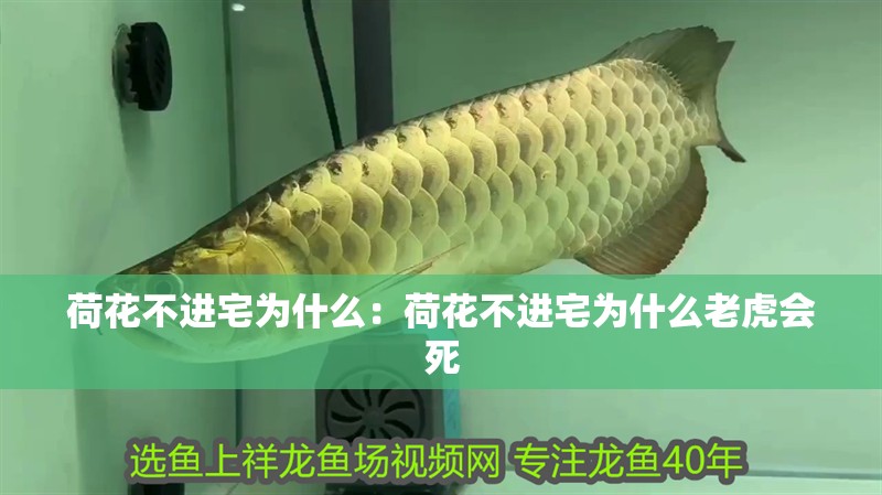 荷花不進宅為什么：荷花不進宅為什么老虎會死