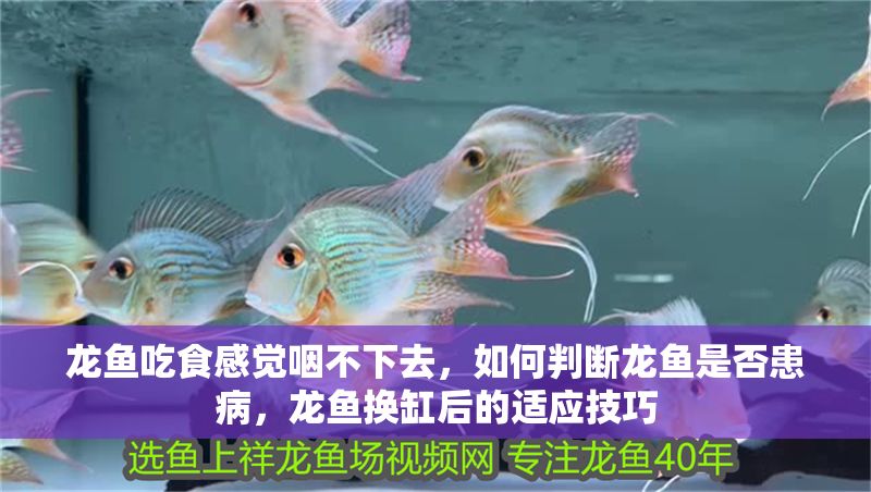 龍魚吃食感覺咽不下去，如何判斷龍魚是否患病，龍魚換缸后的適應技巧