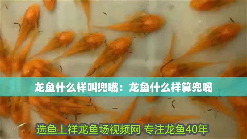 龍魚什么樣叫兜嘴：龍魚什么樣算兜嘴 龍魚什么樣叫兜嘴：龍魚什么樣算兜嘴 水族問答