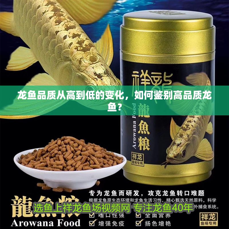 龍魚品質從高到低的變化，如何鑒別高品質龍魚？