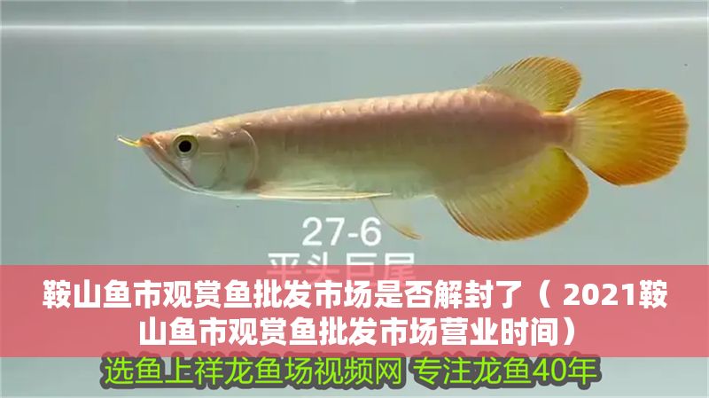 鞍山魚市觀賞魚批發市場是否解封了（ 2021鞍山魚市觀賞魚批發市場營業時間）