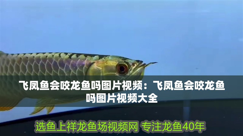 飛鳳魚會(huì)咬龍魚嗎圖片視頻：飛鳳魚會(huì)咬龍魚嗎圖片視頻大全