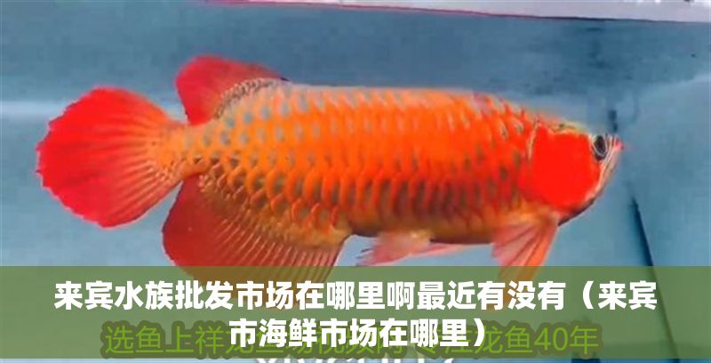 來賓水族批發(fā)市場在哪里啊最近有沒有（來賓市海鮮市場在哪里）