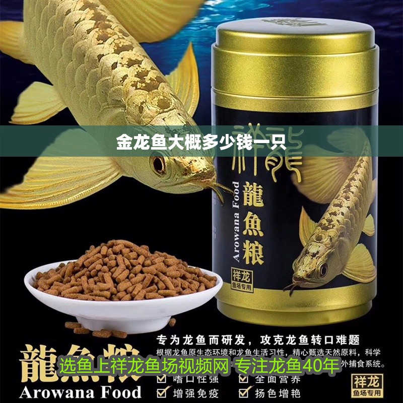 金龍魚大概多少錢一只