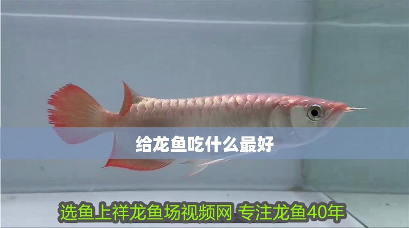 給龍魚吃什么最好