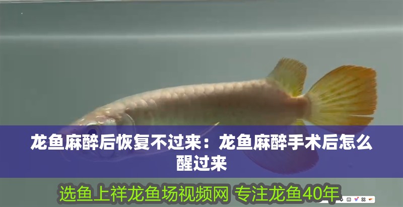龍魚麻醉后恢復不過來：龍魚麻醉手術后怎么醒過來