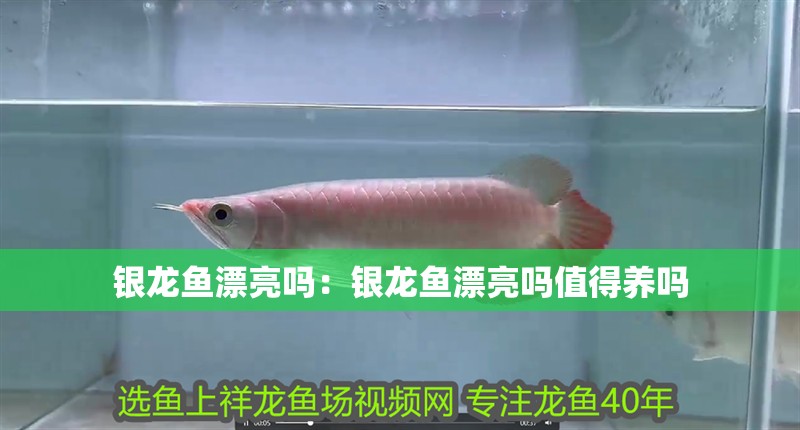 銀龍魚漂亮嗎：銀龍魚漂亮嗎值得養嗎