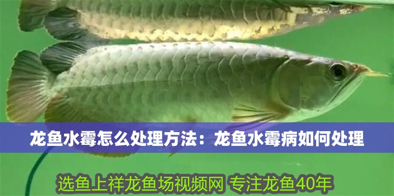 龍魚水霉怎么處理方法：龍魚水霉病如何處理