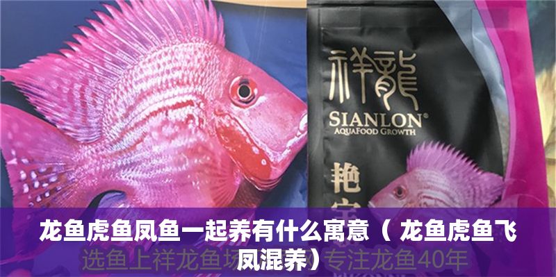 龍魚虎魚鳳魚一起養有什么寓意（ 龍魚虎魚飛鳳混養）