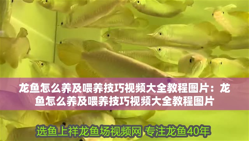 龍魚怎么養(yǎng)及喂養(yǎng)技巧視頻大全教程圖片：龍魚怎么養(yǎng)及喂養(yǎng)技巧視頻大全教程圖片