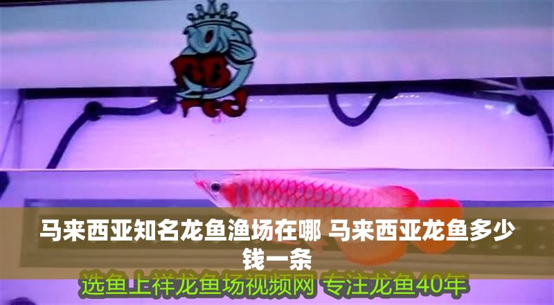 馬來西亞知名龍魚漁場在哪 馬來西亞龍魚多少錢一條