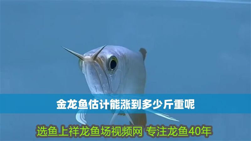 金龍魚估計能漲到多少斤重呢 金龍魚估計能漲到多少斤重呢 龍魚百科 第2張