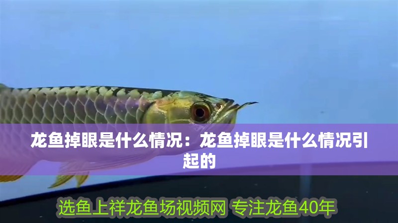 龍魚掉眼是什么情況：龍魚掉眼是什么情況引起的