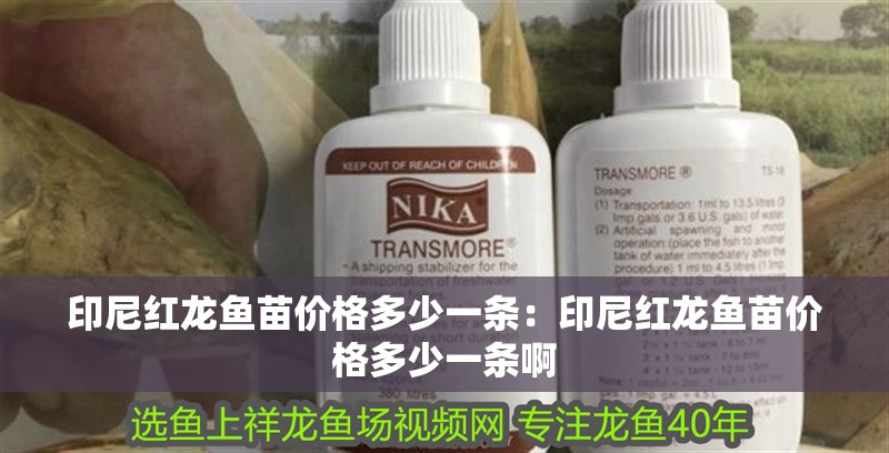 印尼紅龍魚苗價(jià)格多少一條：印尼紅龍魚苗價(jià)格多少一條啊