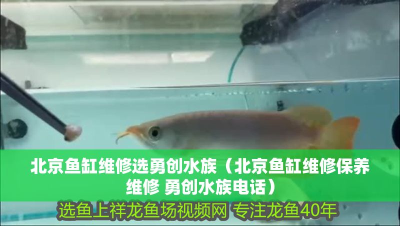 北京魚缸維修選勇創水族（北京魚缸維修保養維修 勇創水族電話）