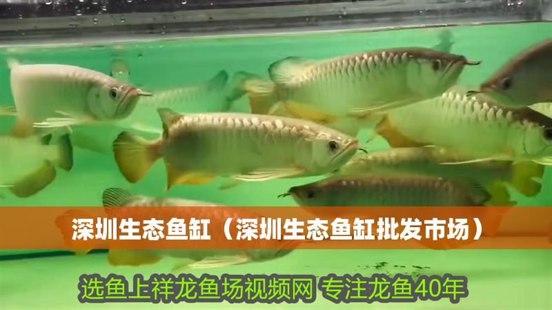 深圳生態(tài)魚缸（深圳生態(tài)魚缸批發(fā)市場）