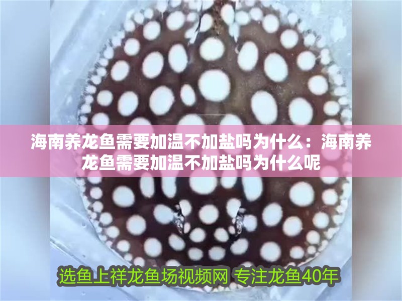 海南養(yǎng)龍魚需要加溫不加鹽嗎為什么：海南養(yǎng)龍魚需要加溫不加鹽嗎為什么呢