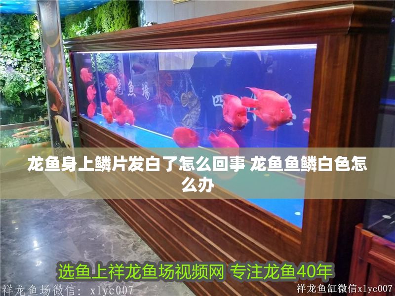 龍魚身上鱗片發白了怎么回事 龍魚魚鱗白色怎么辦 龍魚身上鱗片發白了怎么回事 龍魚魚鱗白色怎么辦 龍魚百科 第1張