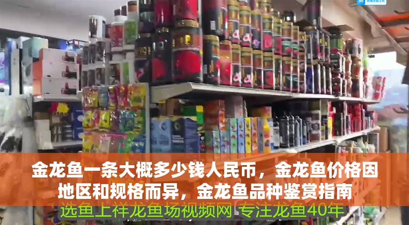 金龍魚一條大概多少錢人民幣，金龍魚價格因地區和規格而異，金龍魚品種鑒賞指南
