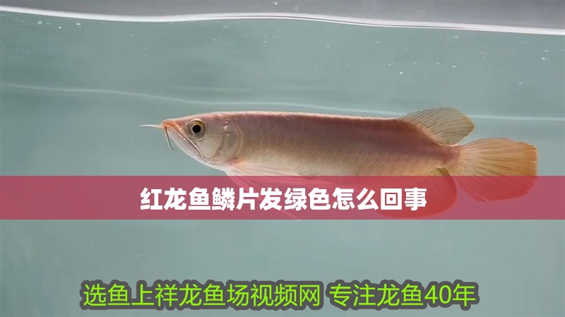 紅龍魚鱗片發綠色怎么回事