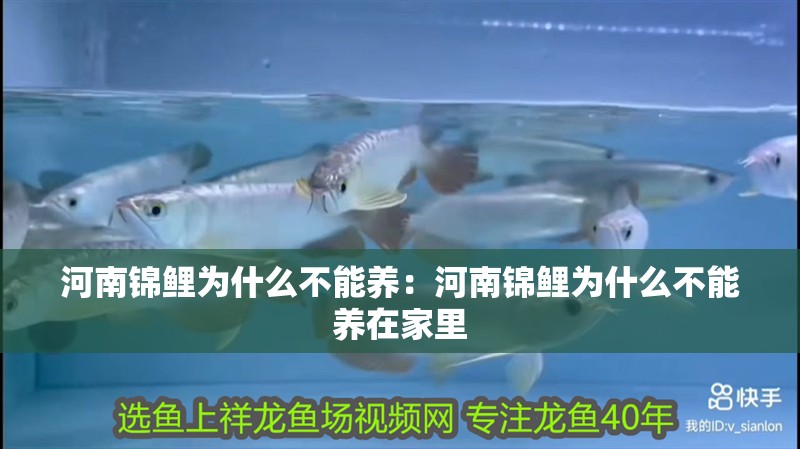河南錦鯉為什么不能養：河南錦鯉為什么不能養在家里
