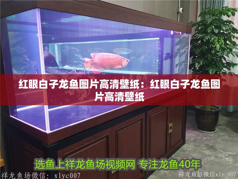 紅眼白子龍魚(yú)圖片高清壁紙：紅眼白子龍魚(yú)圖片高清壁紙 紅眼白子龍魚(yú)圖片高清壁紙：紅眼白子龍魚(yú)圖片高清壁紙 水族問(wèn)答