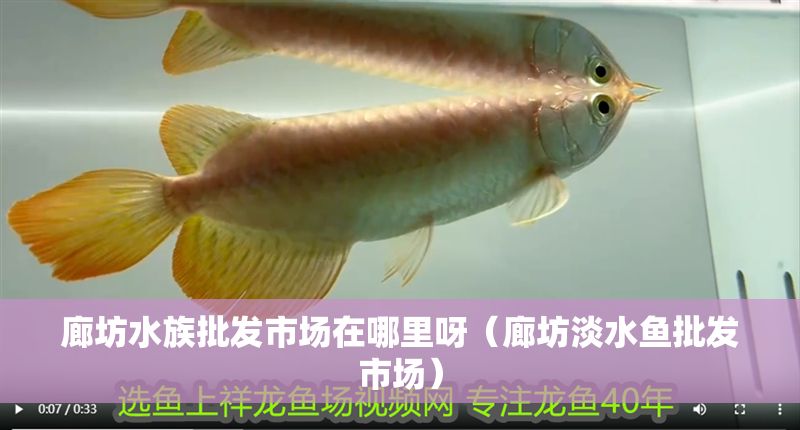 廊坊水族批發(fā)市場(chǎng)在哪里呀（廊坊淡水魚(yú)批發(fā)市場(chǎng)）