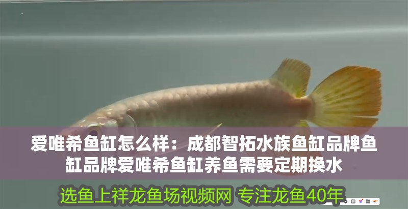 愛唯希魚缸怎么樣：成都智拓水族魚缸品牌魚缸品牌愛唯希魚缸養魚需要定期換水