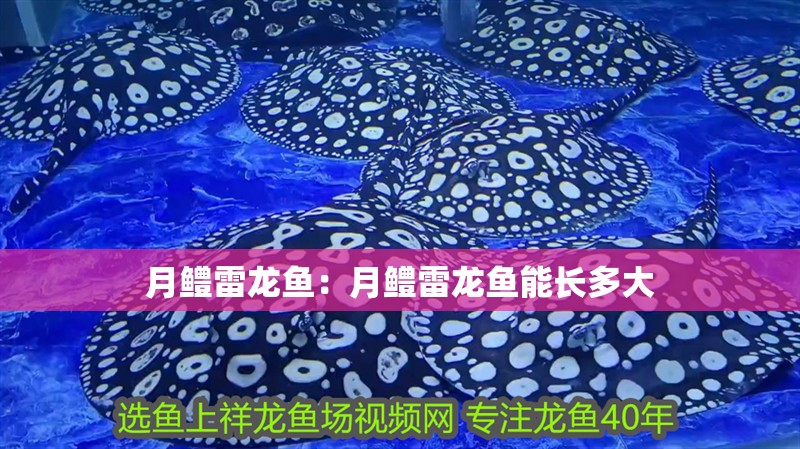 月鱧雷龍魚：月鱧雷龍魚能長多大