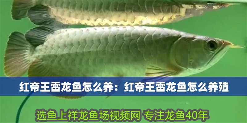 紅帝王雷龍魚怎么養：紅帝王雷龍魚怎么養殖