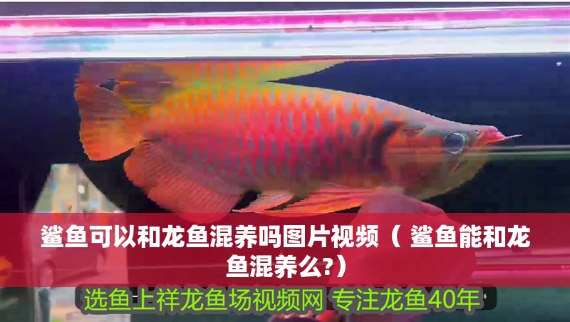 鯊魚可以和龍魚混養嗎圖片視頻（ 鯊魚能和龍魚混養么?）