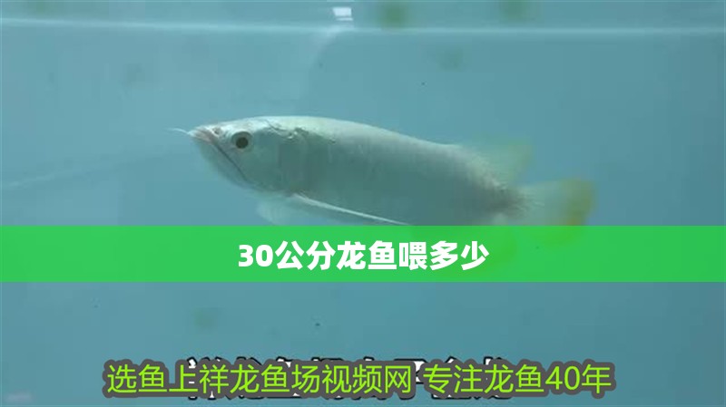 30公分龍魚喂多少
