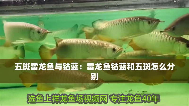 五斑雷龍魚與鈷藍：雷龍魚鈷藍和五斑怎么分別