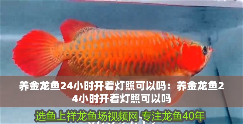 養(yǎng)金龍魚24小時開著燈照可以嗎：養(yǎng)金龍魚24小時開著燈照可以嗎